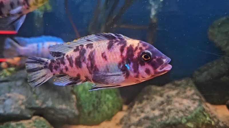 Maylandia zebra 'Thumbi Point'